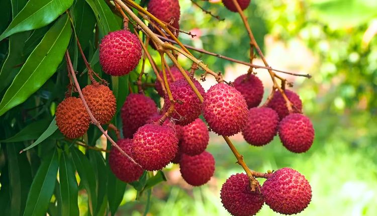 lychee 1